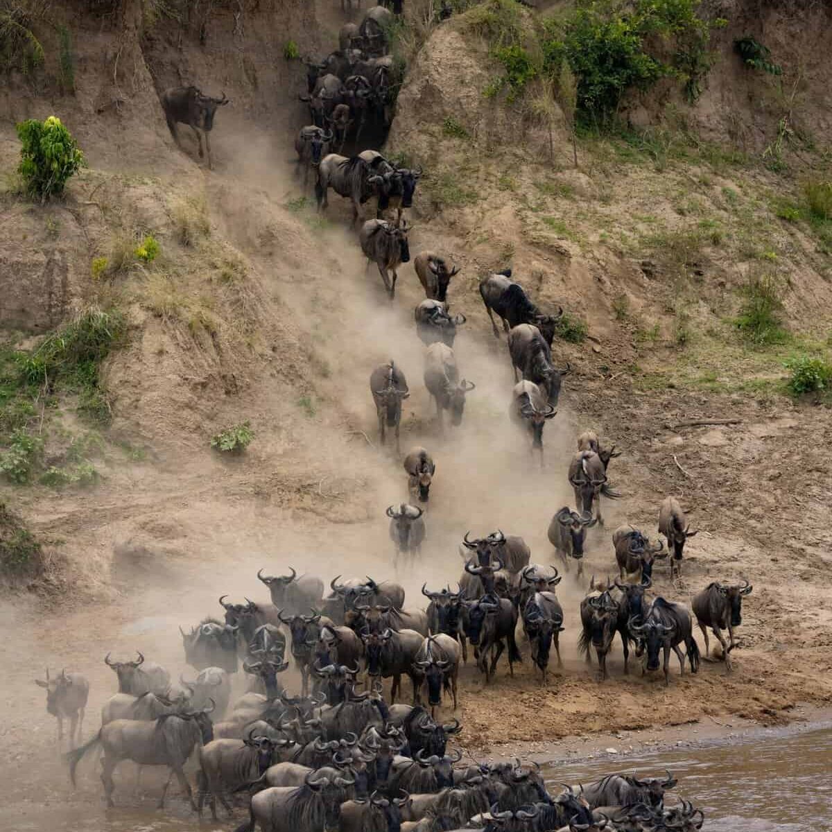 Elephants crossing a river during an African safari adventure.