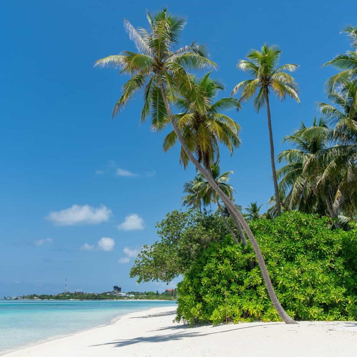 Idyllic tropical beach with swaying palm trees and pristine white sand under a bright blue sky.