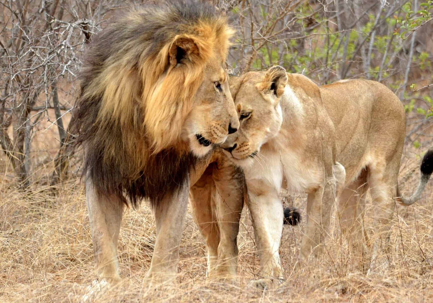 Close-up of a lion and lioness touching noses in the wild, showcasing Africa's iconic wildlife and r.